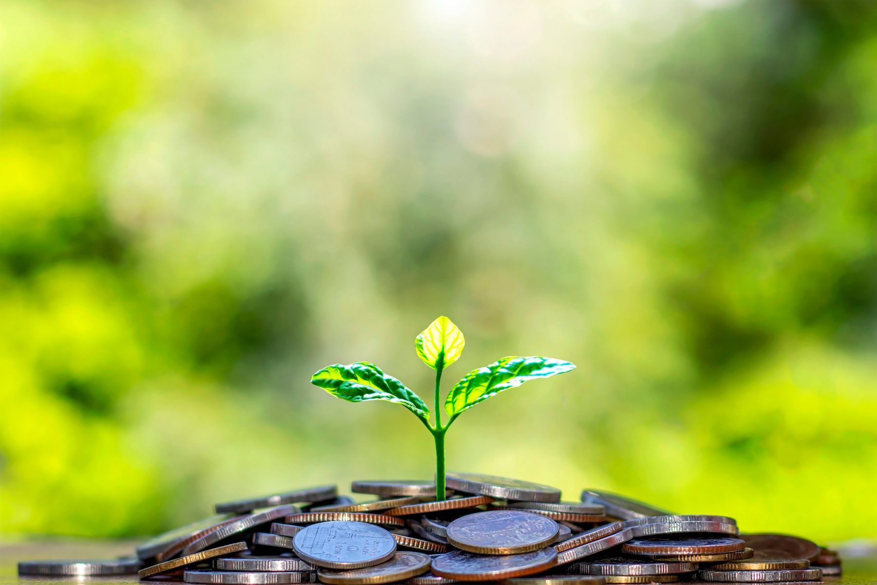 A seedling growing from a pile of coins